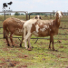 LOT 51 3X MEATMASTER OOI/EWE CHRISTOF GROBLER : 0837812076 - 2
