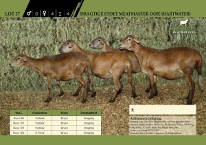 4 x Dragtige Stoet Meatmaster Ooie (Hartwater)