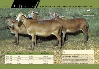 LOT 38 4X Stoet Meatmaster Ooie (Hartwater) 3 Dragtig, 1 met lam