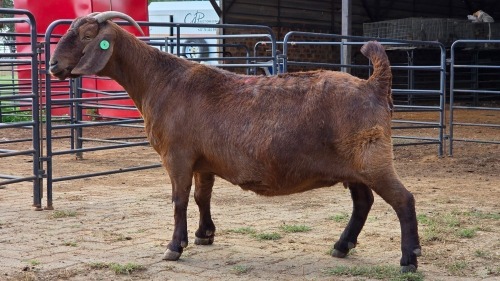 1 X KALAHARI RED DOE W. SNYDERS