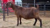 1 X KALAHARI RED DOE W. SNYDERS