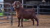 1 X KALAHARI RED BUCK W. SNYDERS