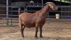 1 X KALAHARI RED DOE W. SNYDERS