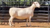 1 X WIT DORPER EWE ACHTERHOEK BOERDERY