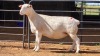 1 X WIT DORPER EWE ACHTERHOEK BOERDERY