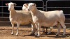 3 X WIT DORPER EWE ACHTERHOEK BOERDERY (Per animal to take the lot)