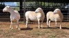 3 X WIT DORPER EWE ACHTERHOEK BOERDERY (Per animal to take the lot)