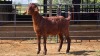 1 X KALAHARI RED DOE W. SNYDERS