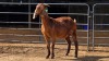 1 X KALAHARI RED DOE W. SNYDERS