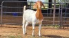 1 X BOER GOAT DOE W. SNYDERS