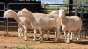 4 X WIT DORPER EWE ACHTERHOEK BOERDERY (Per animal to take the lot)