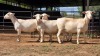 4 X WIT DORPER EWE ACHTERHOEK BOERDERY (Per animal to take the lot)