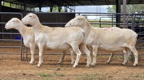 4 X WIT DORPER EWE ACHTERHOEK BOERDERY (Per animal to take the lot)