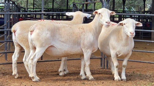 3 X WIT DORPER EWE ACHTERHOEK BOERDERY (Per animal to take the lot)