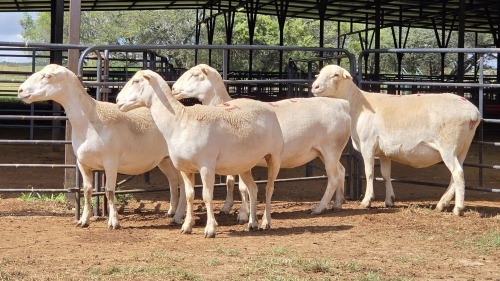 4 X WIT DORPER EWE ACHTERHOEK BOERDERY (Per animal to take the lot)