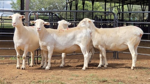 4 X WIT DORPER EWE ACHTERHOEK BOERDERY (Per animal to take the lot)