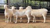 4 X WIT DORPER EWE ACHTERHOEK BOERDERY (Per animal to take the lot)