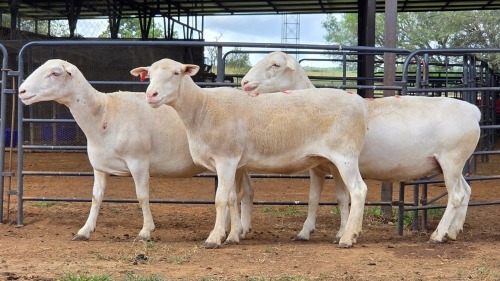 3 X WIT DORPER EWE ACHTERHOEK BOERDERY (Per animal to take the lot)