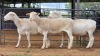 3 X WIT DORPER EWE ACHTERHOEK BOERDERY (Per animal to take the lot)