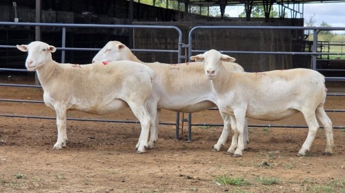 3 X WIT DORPER EWE ACHTERHOEK BOERDERY (Per animal to take the lot)