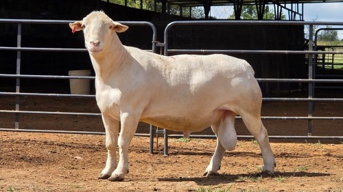 1 X WIT DORPER RAM ACHTERHOEK BOERDERY