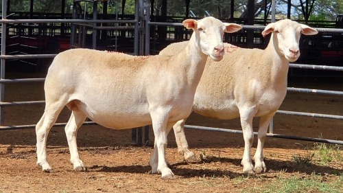 2 X WIT DORPER EWE ACHTERHOEK BOERDERY (Per animal to take the lot)