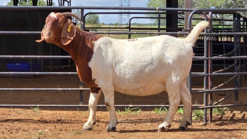 1 X BOER GOAT DOE SELLO ELECTRICAL ENTERPRISE(PTY)LTD
