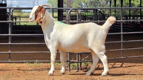1 X BOER GOAT DOE CDP