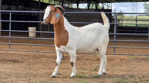 1 X BOER GOAT DOE CDP