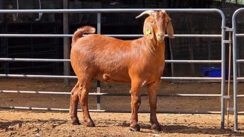 1 X KALAHARI RED KAPATER ACHTERHOEK BOERDERY
