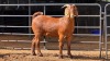 1 X KALAHARI RED KAPATER ACHTERHOEK BOERDERY