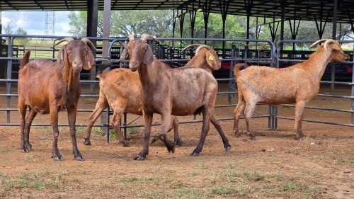 4 X KALAHARI RED DOE HSM KOTZE (Per animal to take the lot)