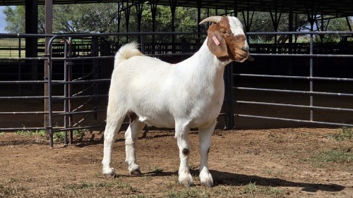 1 X BOER GOAT DOE CDP