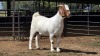 1 X BOER GOAT DOE CDP