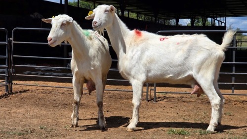 2 X SAANEN DOE F.BOUWER (Per animal to take the lot)