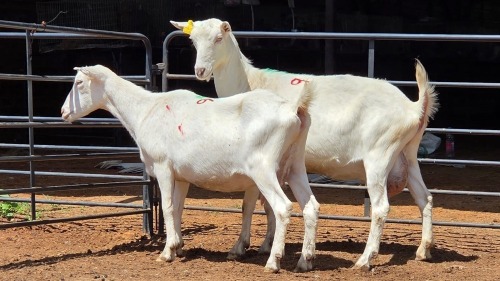 2 X SAANEN DOE F.BOUWER (Per animal to take the lot)