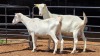 2 X SAANEN DOE F.BOUWER (Per animal to take the lot)