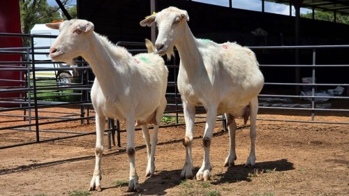 2 X SAANEN DOE F.BOUWER (Per animal to take the lot)