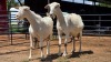 2 X SAANEN DOE F.BOUWER (Per animal to take the lot)