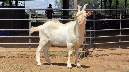 1 X SAANEN BUCK F.BOUWER