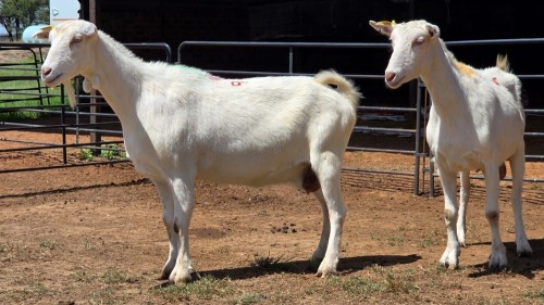 2 X SAANEN DOE F.BOUWER (Per animal to take the lot)