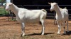 2 X SAANEN DOE F.BOUWER (Per animal to take the lot)