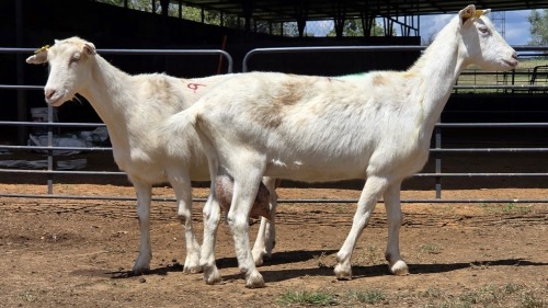 2 X SAANEN DOE F.BOUWER (Per animal to take the lot)