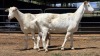2 X SAANEN DOE F.BOUWER (Per animal to take the lot)