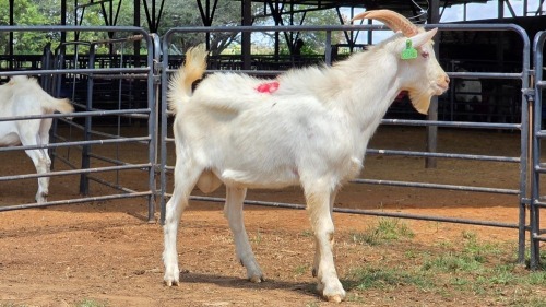 1 X SAANEN BUCK F.BOUWER