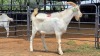 1 X SAANEN BUCK F.BOUWER