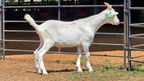 1 X SAANEN BUCK F.BOUWER