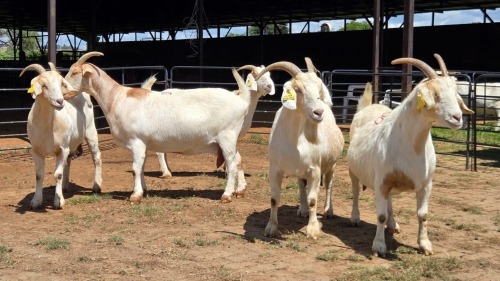 5 X SAANEN X BOERBOK DOE F.BOUWER (Per animal to take the lot)