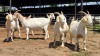 5 X SAANEN X BOERBOK DOE F.BOUWER (Per animal to take the lot)