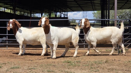 3 X BOER GOAT DOE F.BOUWER (Per animal to take the lot)